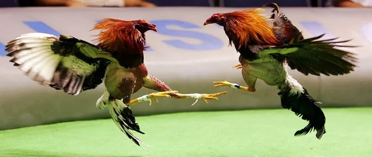 Tại Sao Đá Gà VN86 Là Lựa Chọn Hàng Đầu Của Bạn?