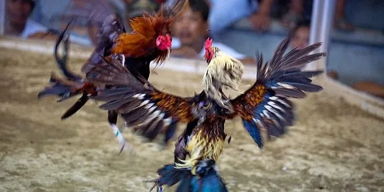 Đá Gà 7Club: Thế Giới Giải Trí Độc Đáo Và Hấp Dẫn