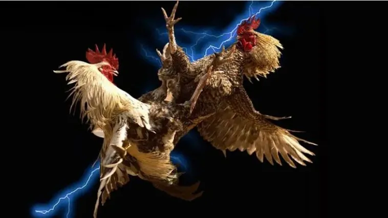 Đá Gà H3BET: Xu Hướng Giải Trí Trực Tuyến Hot Nhất 2025 2 Đá Gà H3BET: Xu Hướng Giải Trí Trực Tuyến Hot Nhất 2025