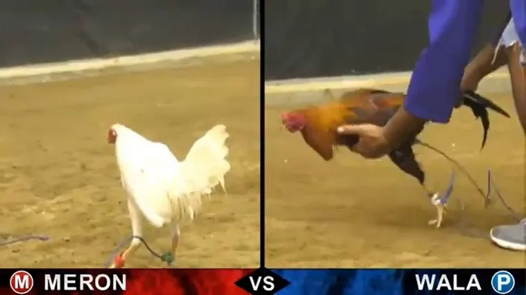 Hướng Dẫn So Sánh Và Lựa Chọn Đá Gà PQ88 Hiệu Quả 2 Hướng Dẫn So Sánh Và Lựa Chọn Đá Gà PQ88 Hiệu Quả